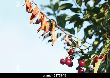 Kirschbaumkrankheiten. Kirschblatt Scorch. Feuerblitz. Bakterien infiziert Blätter. Erwinia amylovora. Probleme mit dem Obstgarten. Toter Ast und der rot reife berri Stockfoto