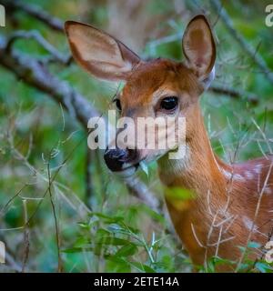 Ein Weißschwanzhirsch (Odocoileus virginianus) posiert für ein Porträt im grünen Sommerunterholz. Stockfoto