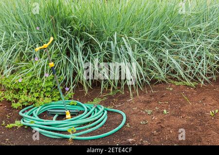 Gewickelte grüne Gummi Garten Gießschlauch mit Spinning Sprinkler Spike Neben der Grenze von Miscanthus - Ziergras und Staude Anlagen Stockfoto