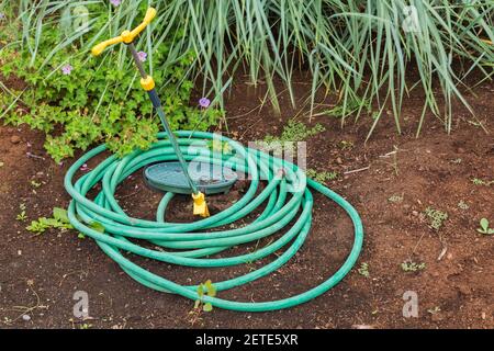 Gewickelte grüne Gummi Garten Gießschlauch mit Spinning Sprinkler Spike Neben der Grenze von Miscanthus - Ziergras und Staude Anlagen Stockfoto