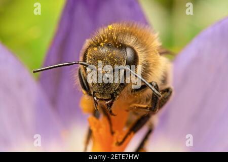 Alkali-Biene (Nomia melanderi) auf Alfalfa-Blume Stockfoto