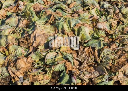Stapel von zersetzenden Brassica oleracea -Kohl Pflanzen in landwirtschaftlichen Feld Stockfoto
