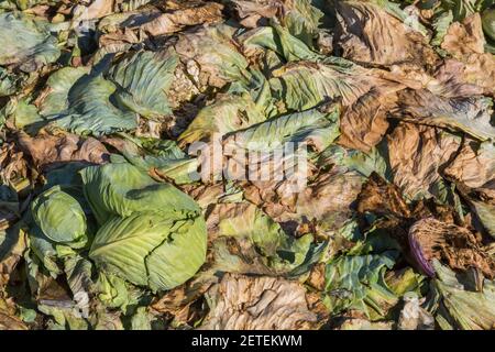 Stapel von zersetzenden Brassica oleracea -Kohl Pflanzen in landwirtschaftlichen Feld Stockfoto