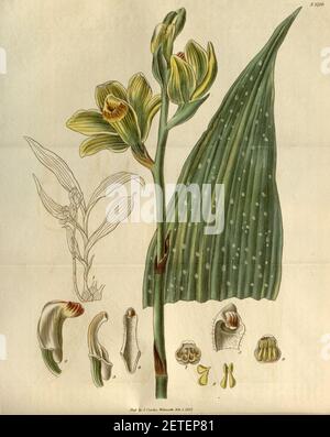 Phaius flavus (als Bletia woodfordii) - Curtis' 54 (N.S. 1) pl. 2719 (1827). Stockfoto