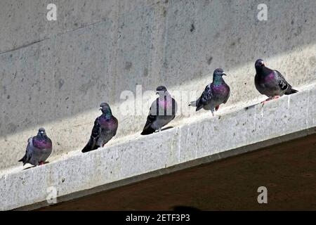 Fünf Tauben, die auf einem Betonvorsprung ruhen. Stockfoto