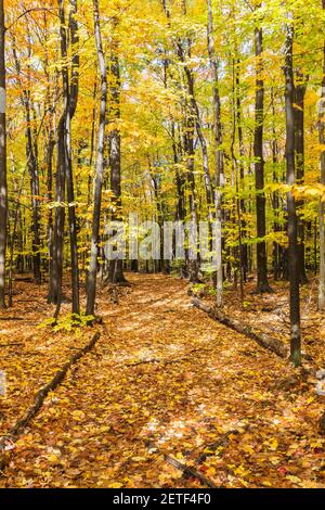 Markierter Weg durch Wald mit Laubbäumen im Herbst. Stockfoto