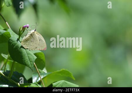 Wunderschöne Schmetterlinge (Lepidoptera) umgeben von üppiger tropischer Flora in der monsoonalen Regenzeit der Tiwi-Inseln, Australien. Stockfoto