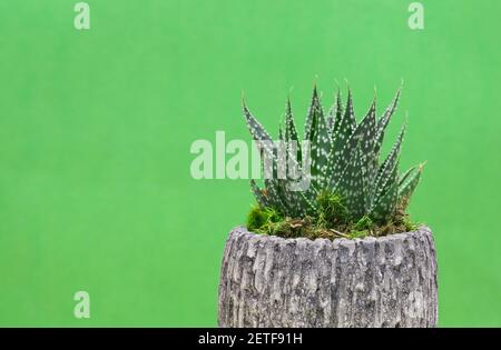 Spitzen Aloe Pflanze Aristaloe aristata in einem strukturierten Topf auf einem schlichten grünen Hintergrund mit Kopierraum. Ornamentale Sukkulente aus Südafrika. Stockfoto