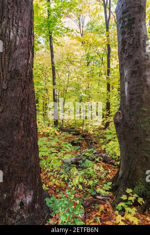 Wald von gemischten Laubbäumen von einem Paar eingerahmt Baumstämme im Herbst Stockfoto