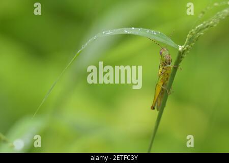 Grasshopper (Acrididae) inmitten von Grashalmen in der üppigen tropischen Umgebung der monsoonalen Regenzeit der Tiwi-Inseln, Australien. Stockfoto