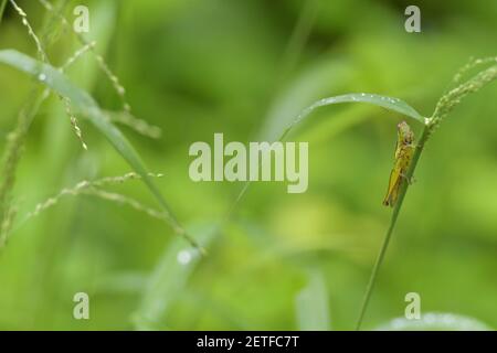 Grasshopper (Acrididae) inmitten von Grashalmen in der üppigen tropischen Umgebung der monsoonalen Regenzeit der Tiwi-Inseln, Australien. Stockfoto