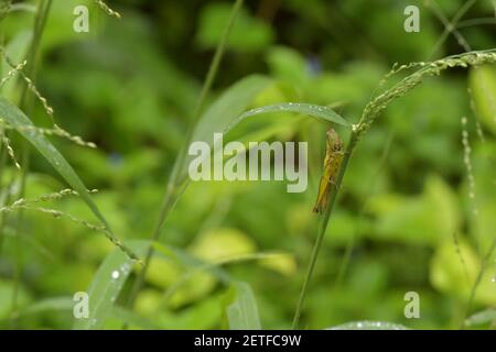 Grasshopper (Acrididae) inmitten von Grashalmen in der üppigen tropischen Umgebung der monsoonalen Regenzeit der Tiwi-Inseln, Australien. Stockfoto