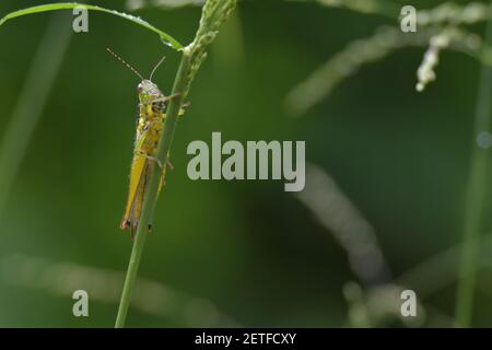 Grasshopper (Acrididae) inmitten von Grashalmen in der üppigen tropischen Umgebung der monsoonalen Regenzeit der Tiwi-Inseln, Australien. Stockfoto