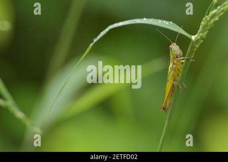 Grasshopper (Acrididae) inmitten von Grashalmen in der üppigen tropischen Umgebung der monsoonalen Regenzeit der Tiwi-Inseln, Australien. Stockfoto