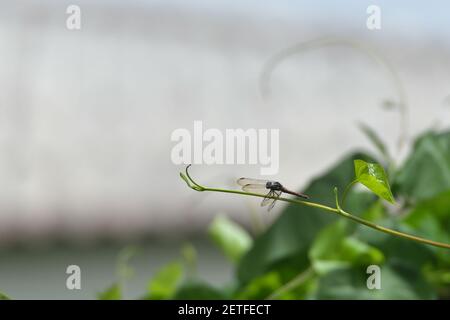 Die auf einer Weinrebe thronende, von tropischer Flora umgebene, monsoonale Regenzeit der Tiwi-Inseln in Australien ist eine Fliege (Odonata Anisoptera). Stockfoto