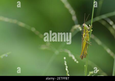 Grasshopper (Acrididae) inmitten von Grashalmen in der üppigen tropischen Umgebung der monsoonalen Regenzeit der Tiwi-Inseln, Australien. Stockfoto