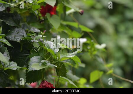 Tropische Flora blüht während der monsoonalen Regenzeit der Tiwi-Inseln, Australien. Stockfoto