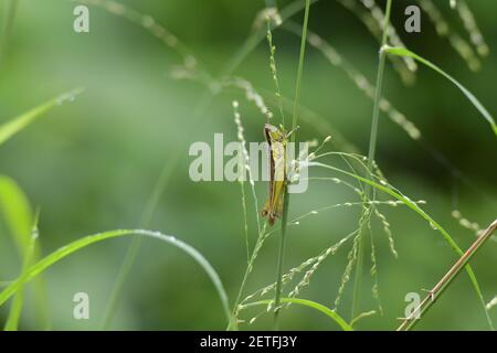 Grasshopper (Acrididae) inmitten von Grashalmen in der üppigen tropischen Umgebung der monsoonalen Regenzeit der Tiwi-Inseln, Australien. Stockfoto