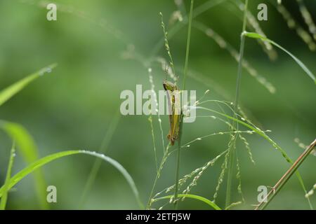 Grasshopper (Acrididae) inmitten von Grashalmen in der üppigen tropischen Umgebung der monsoonalen Regenzeit der Tiwi-Inseln, Australien. Stockfoto