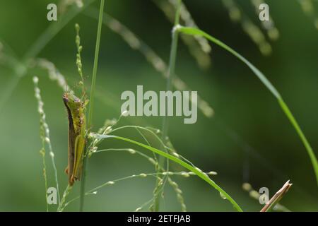 Grasshopper (Acrididae) inmitten von Grashalmen in der üppigen tropischen Umgebung der monsoonalen Regenzeit der Tiwi-Inseln, Australien. Stockfoto