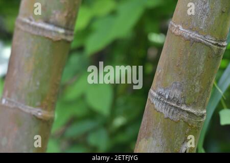 Palmengewächse (Arecaceae) Pflanzen, die in der tropischen Regenzeit der Tiwi-Inseln wachsen. Stockfoto
