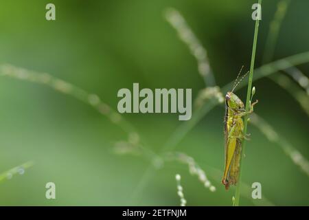 Grasshopper (Acrididae) inmitten von Grashalmen in der üppigen tropischen Umgebung der monsoonalen Regenzeit der Tiwi-Inseln, Australien. Stockfoto