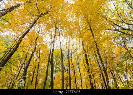 Blick auf Wald von gemischten Laubbäumen im Herbst Stockfoto