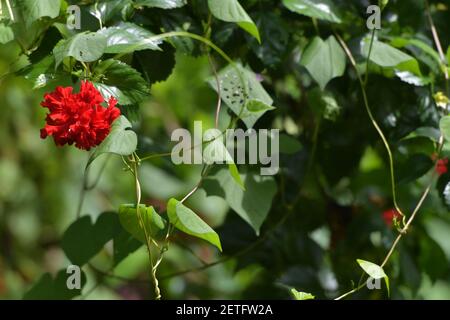 Tropische Flora blüht während der monsoonalen Regenzeit der Tiwi-Inseln, Australien. Stockfoto