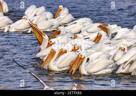 Ein großer Schwarm amerikanischer Weißpelikane (Pelicanus erythrorhynchos) bilden eine Fischformation in Farmington Bay Waterfowl Management Area, Utah, USA. Stockfoto