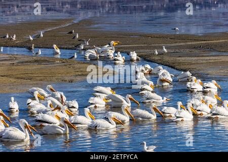 Ein großer Schwarm amerikanischer Weißpelikane (Pelicanus erythrorhynchos) bilden eine Fischformation in Farmington Bay Waterfowl Management Area, Utah, USA. Stockfoto