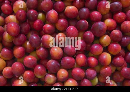 Ein Haufen roter reifer runder Kirschpflaumen mit einer weißlichen Schicht wilder Hefe, die in Schichten liegt. Organischer natürlicher Hintergrund. Stockfoto