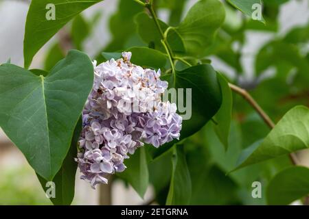 Schöne Flieder Bouquet Nahaufnahme. Auf dem Gelände ist die Syringa vulgaris erblüht Stockfoto