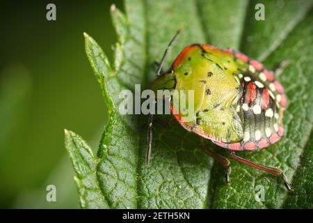 Ein südlicher grüner Stinkbug nezara viridula auf einem üppigen grünen Blatt. Beetle hat bunte grüne, schwarze und rote Markierungen auf der Rückseite. Stockfoto