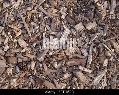 Holz Sägemehl Hintergrund. Holzsägemehl im Wald. Textur Hintergrund von Sägemehl Stockfoto