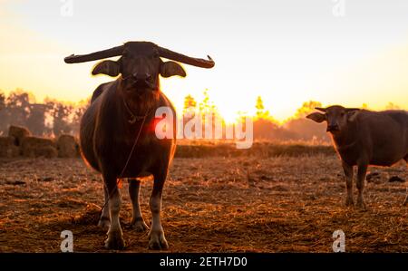 Sumpfbüffel auf einem geernteten Reisfeld in Thailand. Büffelmutter und Sohn stehen morgens bei Sonnenlicht auf der Reisfarm. Hauswasserbüffel Stockfoto