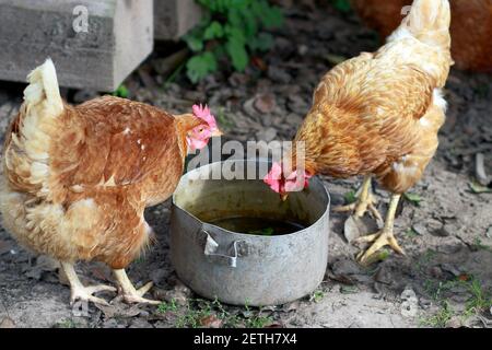 Huhn frisst Hafer aus einer Schüssel. Huhn im Dorf. Hafer in einer Schüssel Stockfoto