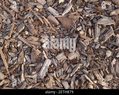 Holz Sägemehl Hintergrund. Holzsägemehl im Wald. Textur Hintergrund von Sägemehl Stockfoto