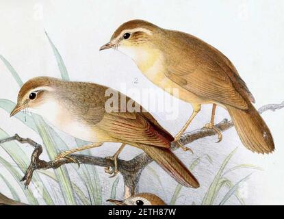 Phylloscopus schwarzi 1889. Stockfoto