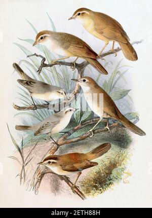 Phylloscopus schwarzi & Phylloscopus neglectus & Locustella luteoventris & Acrocephalus bistrigiceps 1889. Stockfoto