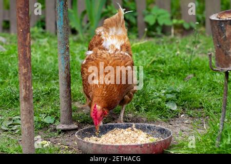 Huhn frisst Hafer aus einer Schüssel. Huhn im Dorf. Hafer in einer Schüssel Stockfoto