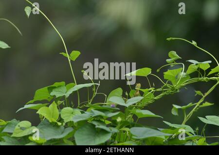 Drachenreptil (Reptilia) umgeben von üppiger tropischer Flora in der monsoonalen Regenzeit der Tiwi-Inseln, Australien. Stockfoto