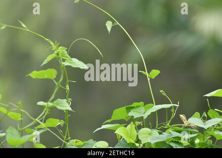 Drachenreptil (Reptilia) umgeben von üppiger tropischer Flora in der monsoonalen Regenzeit der Tiwi-Inseln, Australien. Stockfoto