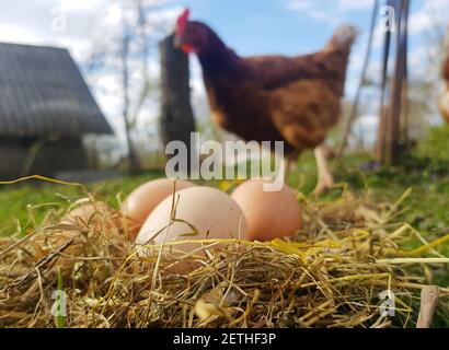 Hühnereier in einem Heu-Nest. Eine Henne steht im Hintergrund des Nestes. Foto aus Mockup Stockfoto