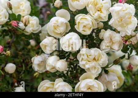 Schöne Rose Bouquet Nahaufnahme. Rosa spinossima hat auf der Website erblüht Stockfoto