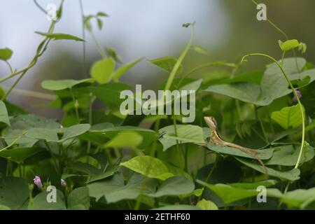 Drachenreptil (Reptilia) umgeben von üppiger tropischer Flora in der monsoonalen Regenzeit der Tiwi-Inseln, Australien. Stockfoto