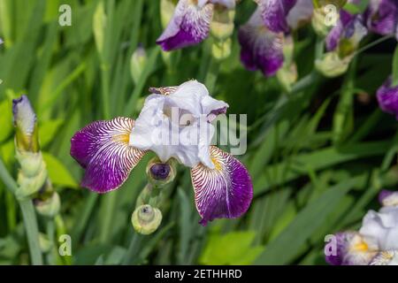 Blumeschurrilie in Farbe. Iris versicolor ist auf dem Gelände erblüht Stockfoto