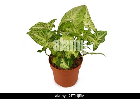 Tropische 'Syngonium Podophyllum Arrow' Zimmerpflanze in Blumentopf isoliert auf Weißer Hintergrund Stockfoto