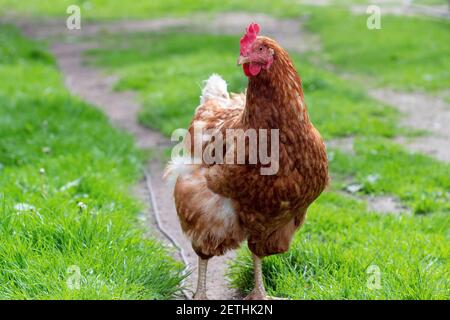 Hühnchen aus nächster Nähe auf dem Land. Der Anbau von Hühnern. Die Herstellung von Eiern Stockfoto