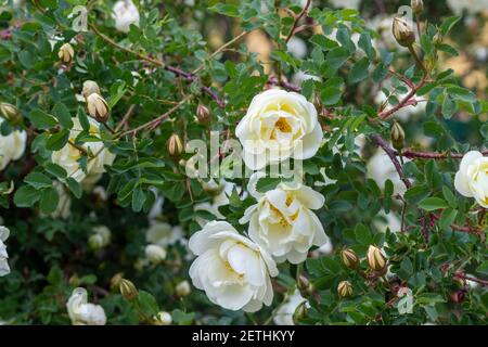 Schöne Rose Bouquet Nahaufnahme. Rosa spinossima hat auf der Website erblüht Stockfoto