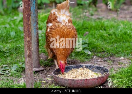 Huhn frisst Hafer aus einer Schüssel. Huhn im Dorf. Hafer in einer Schüssel Stockfoto